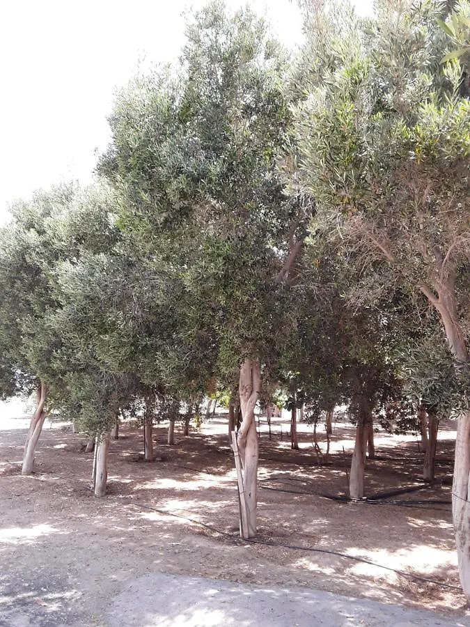 Olive Bungalow Gran Tarajal İspanya